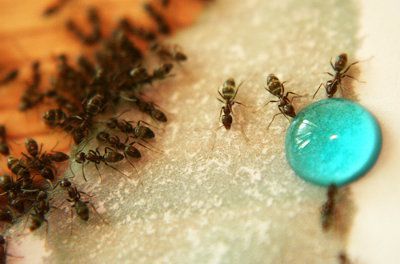 Cómo eliminar las hormigas de tu casa