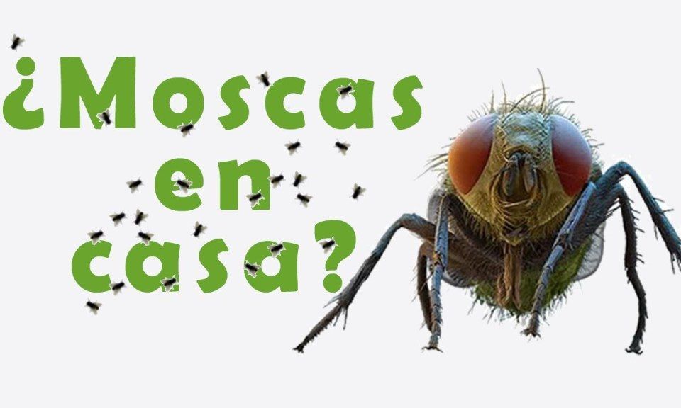 cómo eliminar las moscas de tu casa