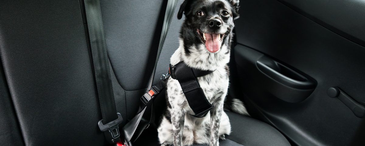 cómo quitar el olor a perro del coche