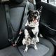 cómo quitar el olor a perro del coche