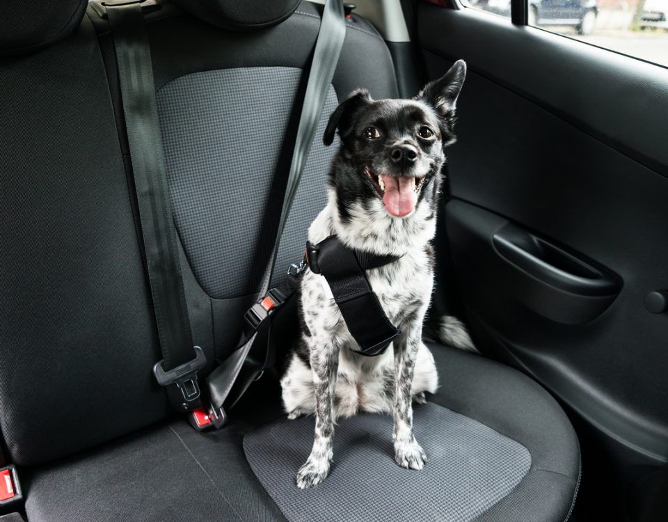 cómo quitar el olor a perro del coche