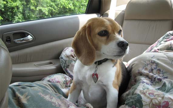 cómo quitar el olor a perro del coche