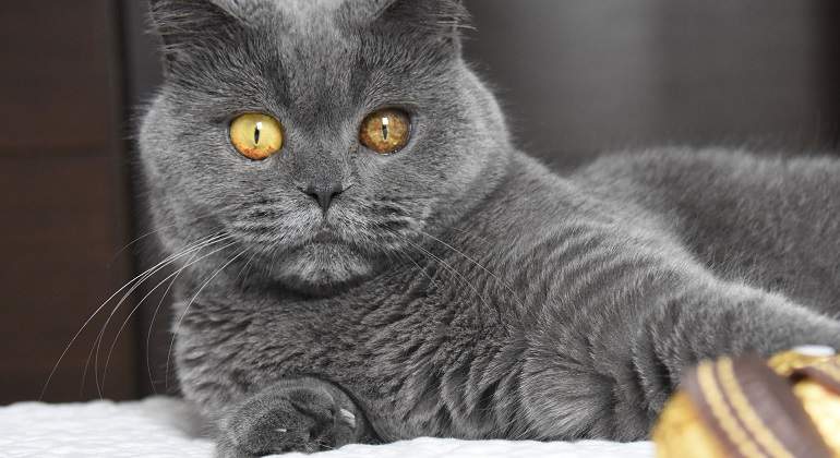 Cómo limpiar los pelos de gato