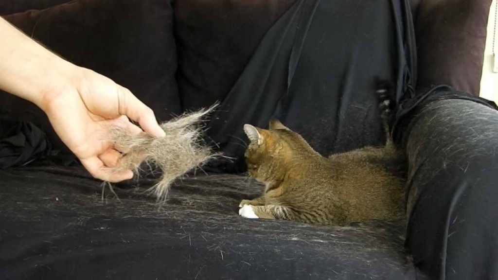 Cómo limpiar los pelos de gato