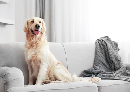 Cómo limpiar los pelos de perro