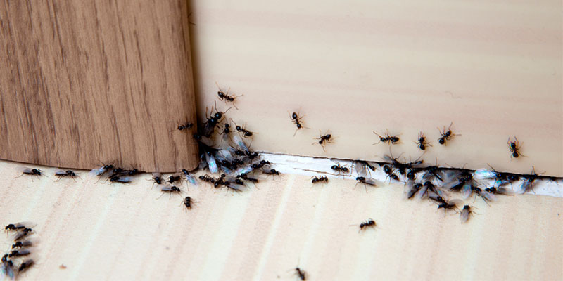 cómo acabar con las hormigas