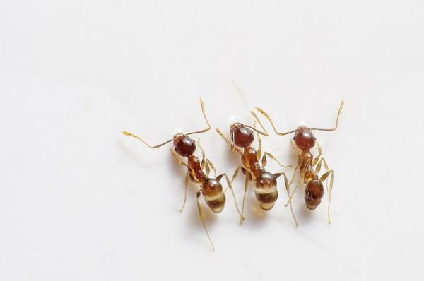 cómo acabar con las hormigas
