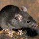 Cómo eliminar las ratas de las tuberías