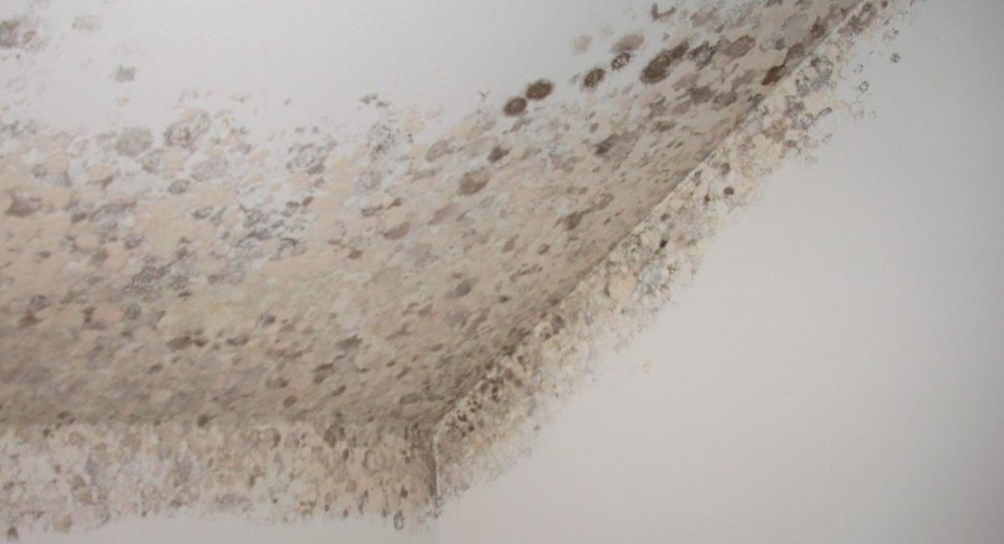 Cómo limpiar moho en paredes