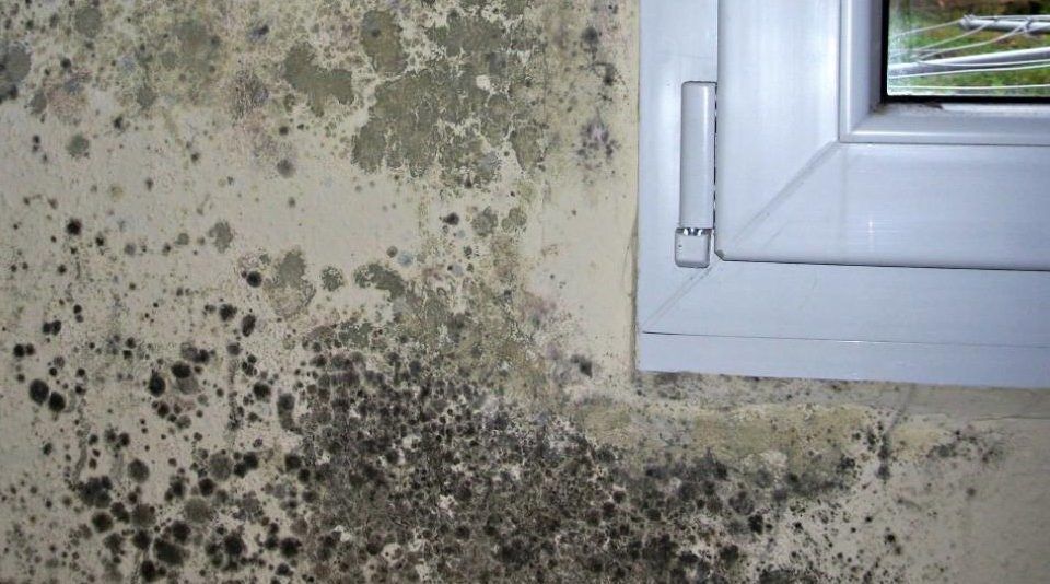 Cómo limpiar el moho de la pared