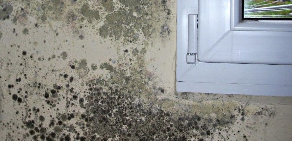 Cómo limpiar el moho de la pared
